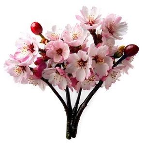 Cherry Blossom Bouquet Png 27 PNG Image