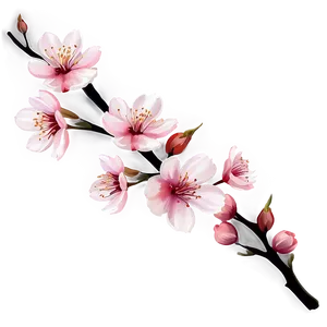 Cherry Blossom Bouquet Png Bpt78 PNG Image