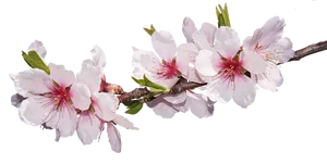 Cherry Blossom Branch.png PNG Image