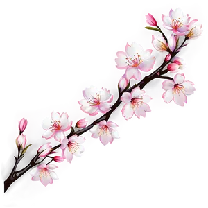 Cherry Blossom Branch Png 06292024 PNG Image