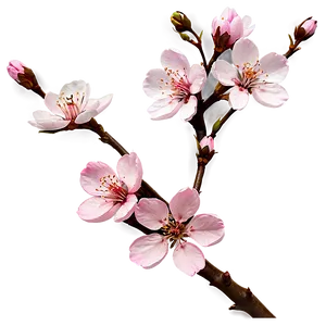 Cherry Blossom Branch Png Jff PNG Image