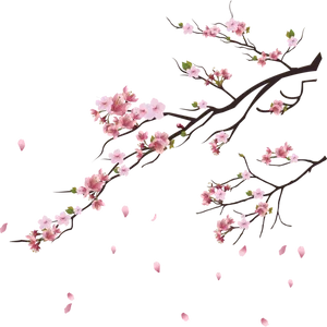 Cherry Blossom Branches Falling Petals PNG Image