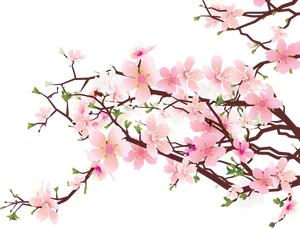 Cherry Blossom Branches Illustration PNG Image