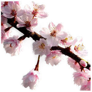 Cherry Blossom Festival Png 68 PNG Image