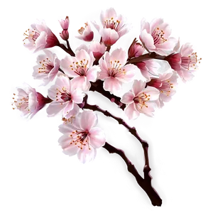 Cherry Blossom Flower B PNG Image