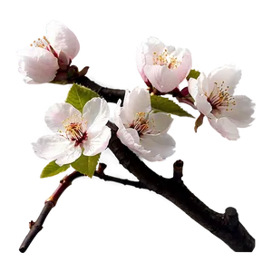 Cherry Blossom Flower Png 06292024 PNG Image