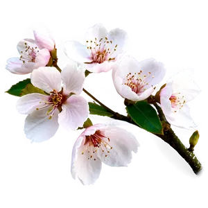 Cherry Blossom Flower Png Hab PNG Image