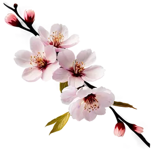 Cherry Blossom Flower Png Xdl PNG Image