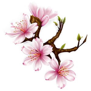 Cherry Blossom Flower Png Xwb PNG Image