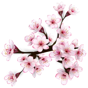 Cherry Blossom Illustration Png Axr77 PNG Image