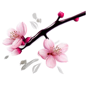 Cherry Blossom Illustration Png Bvk92 PNG Image