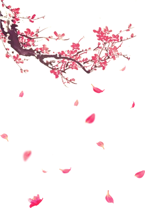 Cherry Blossom Petals Falling PNG Image