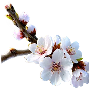 Cherry Blossom Png 12 PNG Image