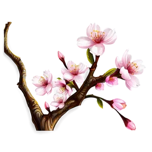 Cherry Blossom Png Kbu PNG Image