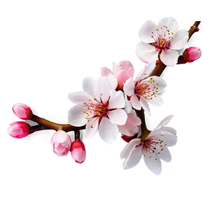 Cherry Blossom Spring Png 30 PNG Image