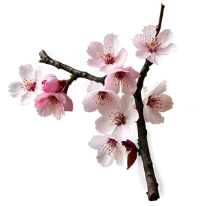 Cherry Blossom Wallpaper Png 97 PNG Image