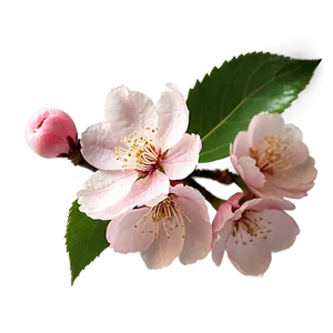 Cherry Blossom Wallpaper Png Gsw15 PNG Image