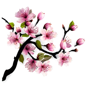 Cherry Blossom Wallpaper Png Nhp PNG Image