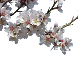 Cherry Blossoms Against Dark Background.jpg PNG