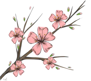 Cherry Blossoms Artistic Representation PNG Image