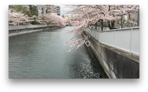 Cherry Blossoms Over River PNG Image