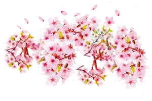 Cherry Blossoms Transparent Background PNG Image