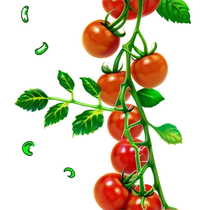 Cherry Tomatoes On Vine Png Paq65 PNG Image