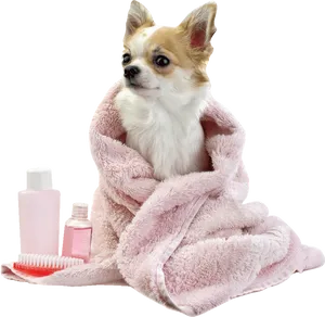 Chihuahua After Bath Cozy Towel PNG Image