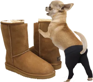 Chihuahuaand Boots PNG Image