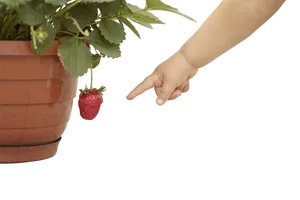 Child Pointingat Strawberry PNG Image