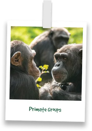 Chimpanzee Encounterin Greenery PNG Image