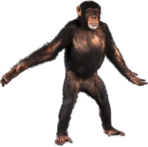 Chimpanzee Standing Transparent Background PNG Image