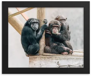 Chimpanzees_ Perched_ Together PNG Image