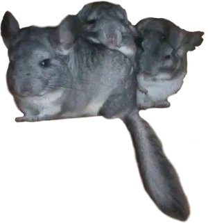 Chinchilla Family Cuddling.png PNG Image