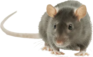 Chinchilla Portrait Transparent Background PNG Image