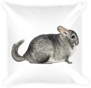 Chinchillaon Cushion.jpg PNG Image