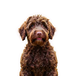 Chocolate Labradoodle Png Jsl91 PNG Image