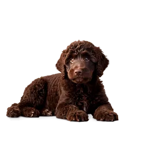 Chocolate Labradoodle Png Ulm82 PNG Image