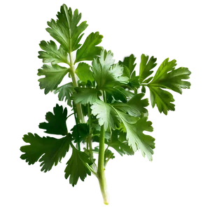 Cilantro Herb Png Vnk PNG Image