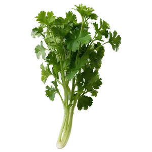 Cilantro In Garden Png Jya PNG Image