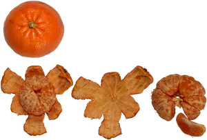 Citrus Fruit Progression PNG Image