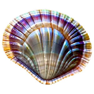 Clam Shell Clipart Png 82 PNG Image