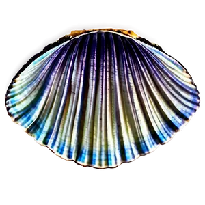 Clam Shell Drawing Png Ldg PNG Image