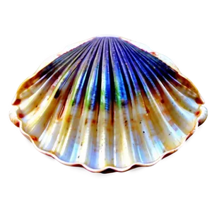 Clam Shell Vector Art Png Jnh PNG Image