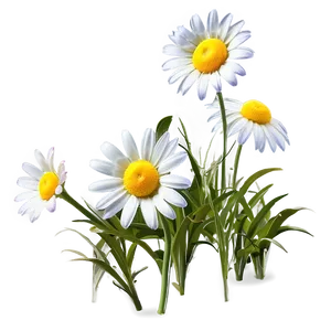 Classic Daisy Clipart Png 06252024 PNG Image