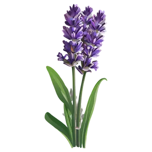 Classic Lavender Illustration Png Cwa PNG Image