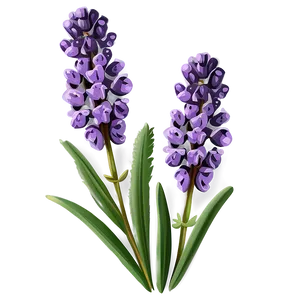 Classic Lavender Illustration Png Ihp PNG Image