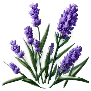 Classic Lavender Illustration Png Sks PNG Image