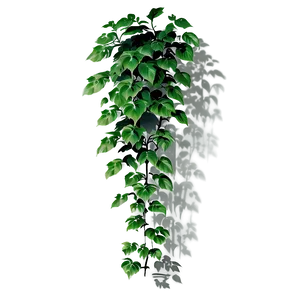 Climbing Plant Shadow Png Rlg PNG Image