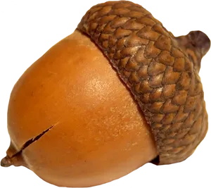 Close Up Acorn Isolated PNG Image